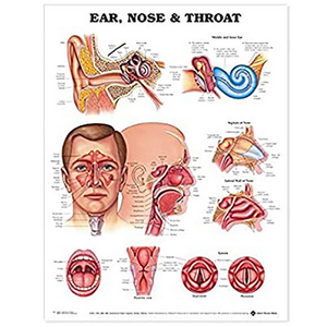 Poly Laminated Biological Chart