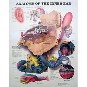 Chart Anatomy of The Inner Ear, Each Each