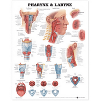 Chart Larynx, Each Each