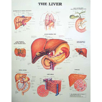 Chart The Liver, Each Each