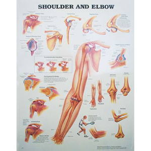 Chart Shoulder and Elbow, Each Each