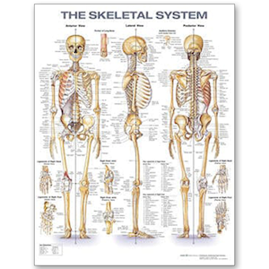 Skeletal System Anatomical Chart, 20" x 26", Laminated Heavy Paper, Each Each