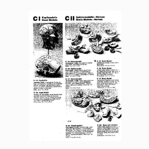 Brain Model Natural 2 Part Each