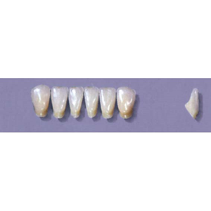 MYERSON ANTERIORS #12/E (1x6 CARD) Card