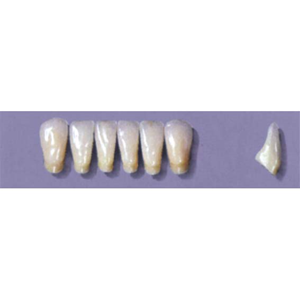 Myerson Anteriors, No 14/E, 6/Card