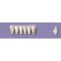 MYERSON ANTERIORS #3/58 (1x6 CARD) Card