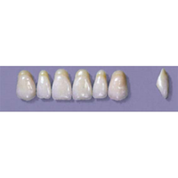 Myerson Anteriors, No A7/69, 6/Card