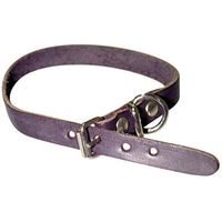 Pet Collar, Puppy, Assorted Colours, 30 cm, Each Each