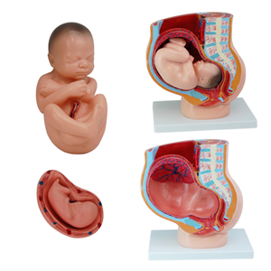 Human Pregnancy Model, Pelvis Section with Baby, 4 Parts, 38 x 25 x 40 cm Each