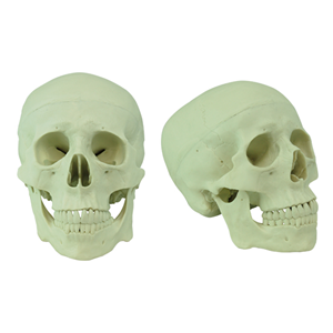 Human Skull Model, Life Sized, 3 Parts, Detailed, 21 x 18 x 15 cm, Made of PVC Each