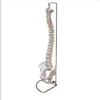 Human Vertebral Column And Pelvis, 66X25X14cm Each