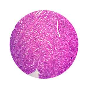 Livingstone Premium Top Level Prepared Slide, Kidney, Transverse Section, Each Each