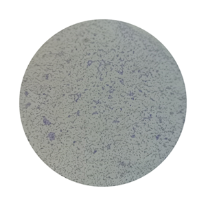 Livingstone Prepared Slide, 25 Bacteriology Slides, Each