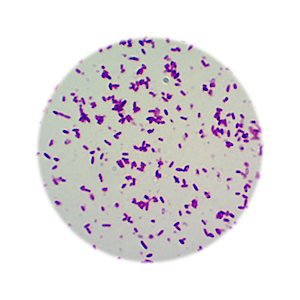 Livingstone Premium Top Level Prepared Slide, Escherichia Coli Stain, Simple, Each Each