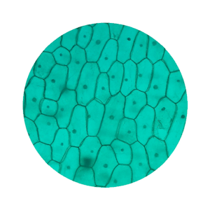 Livingstone Premium Top Level Prepared Slide, Allium, Onion, Epidermis with Stomata, Each Each