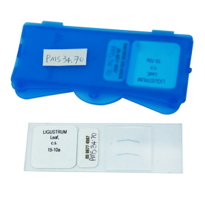 Livingstone Prepared Slide, 25 Bacteriology Slides, Each