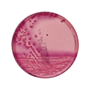 Livingstone Prepared Plated Media, MacConkey No.3 Agar Plates, 10 Pieces/Pack Pack