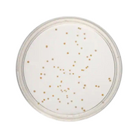 Out of Date, Livingstone Prepared Plated Media, R2A Agar Plates, 10 Pieces/Pack, Price Discounted, While Stocks last Pack