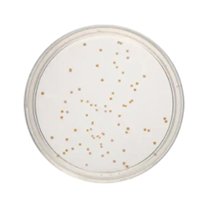 Out of Date, Livingstone Prepared Plated Media, R2A Agar Plates, 10 Pieces/Pack, Price Discounted, While Stocks last Pack