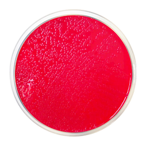 Prepared Plated Media, Membrane Lauryl Sulphate (MLS) Agar Plates, 10 Pieces/Pack Pack