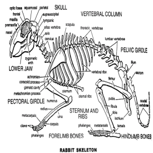 Rabbit Skull Zds-710 Each